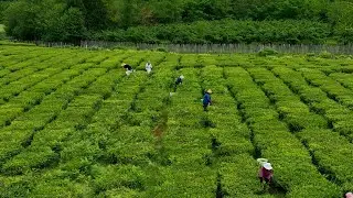 Naturland Insights: The Comeback of Georgian Tea - Tradition and a New Beginning