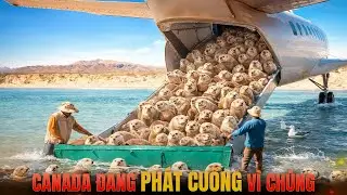 Canada Thả Hàng Trăm Con RÁI CÁ Vào Vùng BIỂN CẠN KIỆT CÁ, Cái Kết Khiến Cả Thế Giới Ngã Ngửa!!