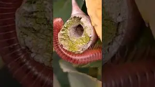 Round Red Millipede Episode-81 #wildlife #insect #nature #millipede #round #insect #youtubeshorts