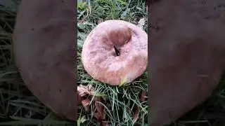 BROWN ROLL RIM MUSHROOM..(WILDMAN INVESTIGATES)