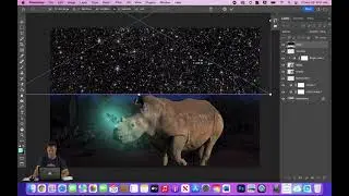 Crystal Rhino