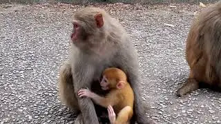 Golden Baby Monkey