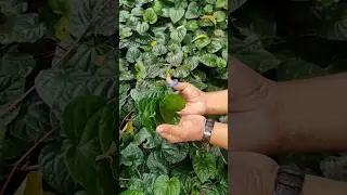 Betel Leaves Harvesting #shorts #nature #plant #viral #betellground #betel_leaf #harvest #succulents
