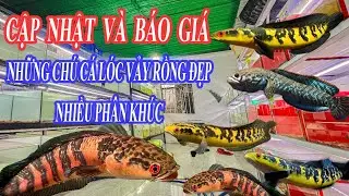 CẬP NHẬT BÁO GIÁ NHỮNG CHÚ CÁ LÓC VẢY RỒNG VÀNG VÀ ĐỎ ĐẸP #chana #guppy