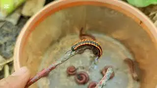 Amazing Nature Red Spotted Millipede Discovered With Many Other Species