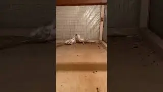 Red Pied Dove Adult pair in Diamond Doves