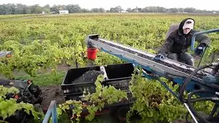 Grape harvesting in North East Township, Erie County