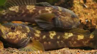 Round Gobies ( Sortmundet Kutling ) caught on the east coast of Bornholm (DK), April 2021