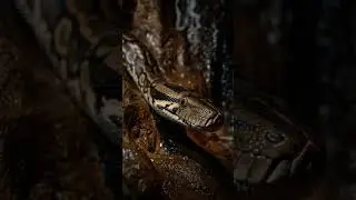 Time to sleep #animation #ghost #snake #forest #animation #anaconda #wildlife #horrorstories #horror