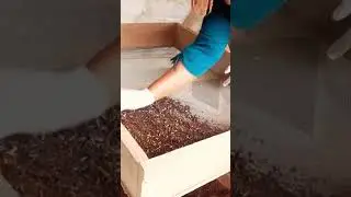 Separating Black Soldier Fly Compost From Larvae For Fertilizer