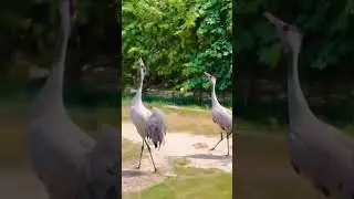 Crane Big Birds In Bannu  #bannu #enjoy #fun