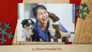 Steps To Taken When Choosing A Good Vet