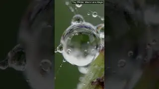 Tiny Worlds: Macro Lens Magic