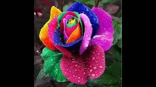 Saaheli Rainbow Color Rose Plant | Grow Plants at Home &hearts;️