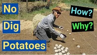 No Dig potato planting, simple easy way to plant your potatoes, use mulch the proper way