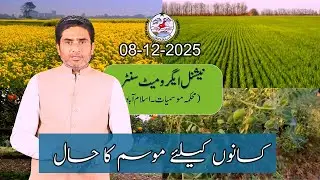 Прогноз погоды для фермеров в Пакистане | 8 декабря 2025 г. | PMD Agriculture Weather Update