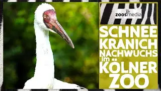 Cologne Zoo: Siberian cranes with OFFSPRING | zoos.media