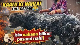 Kaalu Ki Nahlai Ka Full Drama 😂 | Must Watch! || Vlog - 5