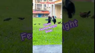 Guess The Winner! Wild Urban Rooster Intruder Engaging in Featherweight Championship Brawl