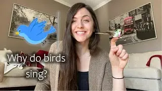 &ldquo;This is the Way&rdquo; BIRD Edition! - Teacher Leanne&rsquo;s Mini Circle Time