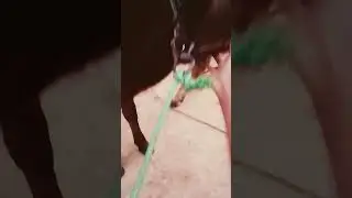 karu karu pa... black littlecow song 🥰😘😘🥰🤩