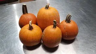 Preserving Pumpkin Pur&eacute;e