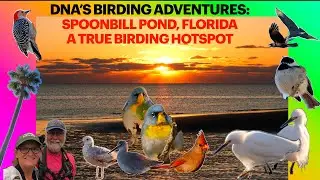 Spoonbill Pond, Florida Birding HOTSPOT at Sunrise 🌅and New 2025 BIG BIRD YEAR for our list! 💕👏