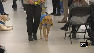 Donny begins professional service dog training