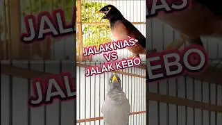Burung jalak nias vs jalak kebo #jalak #burung #suara #kicaumania #birds