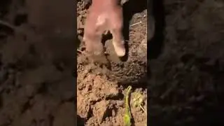 Transplanting yam from a bucket to in ground zone8 #gardening #transplantingyam #yam #zone8