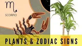 Your Perfect Plant According To Your Zodiac Sign