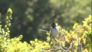 Ruppell's Warbler