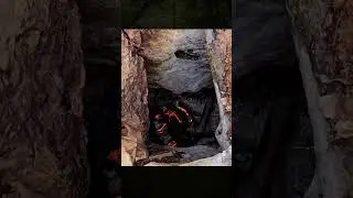 Deep Forest Survival, Building a Tiny Shelter for Protection from the Elements #wildlife #survival