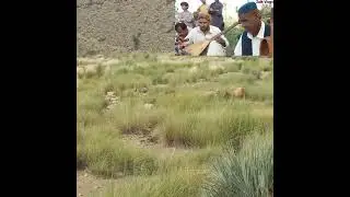 Oxes in Balochistan jungle and traditional Balochiand Brahui Music #OxesFolkMusic #ShortVideoViral