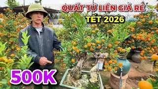 QUẤT TẾT 2026 - BÁC BỒ ĐỘI VỀ HƯU BÁN 1000 CÂY GIÁ RẺ, CHIA SẺ KINH NGHIỆM HƠN 30 NĂM HÚT KHÁCH