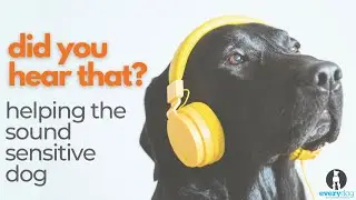 Did you hear that?! Helping the sound-sensitive dog.