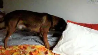 my dog hiding his dog treat