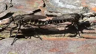 Copula vroege zandroofvlieg Lasiopogon cinctus