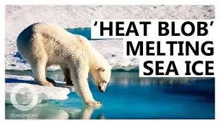 &lsquo;Heat Blob&rsquo; Contributing to Sea Ice Loss in the Arctic