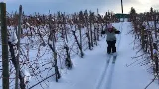Vineyard Skiing in the Okanagan