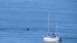 Whale Phin Romonza Boat