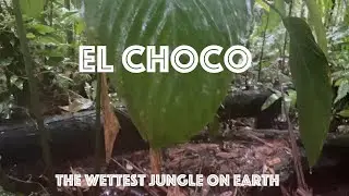 Choc&oacute; Rain