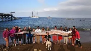Sea Creature 18 ft Oarfish Monster Found in Catalina Island California ORIGINAL