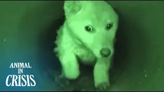 Dog Trapped In A Sewer Pipe, Survivng Off Water And Food A Man Feeds l Animal in Crisis Ep 392