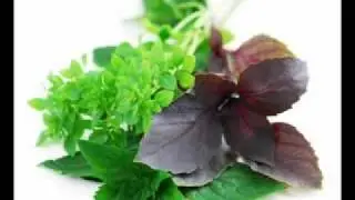 DetoxCash   программа компании Whole Wellness Club