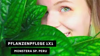 Pflanzenpflege 1x1: Monstera Sp. Peru / karstenianum - Pflege, Standort, &Uuml;berwinterung und mehr!