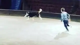 дети и животные растут и играют вместе. День Хаски / Husky Day