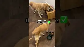 Raised Food Bowl Review | The Pack