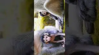 Peaceful Monkey Family Temple Life 🌿
