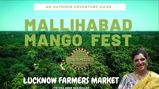Ultimate Mango Festival Experience in Mallihabad: A Journey with Lucknow Farmers Association